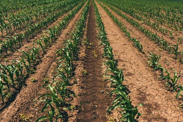 Zea Mays Ültetvény Kukorica Csírák Termesztett Mezőgazdasági Területen Szelektív Fókusz — Stock Fotó