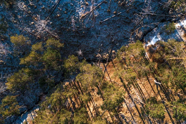 Εναέρια Λήψη Αειθαλούς Δάσους Χειμώνα Πρώτο Χιόνι Και Παγετό Στο — Φωτογραφία Αρχείου