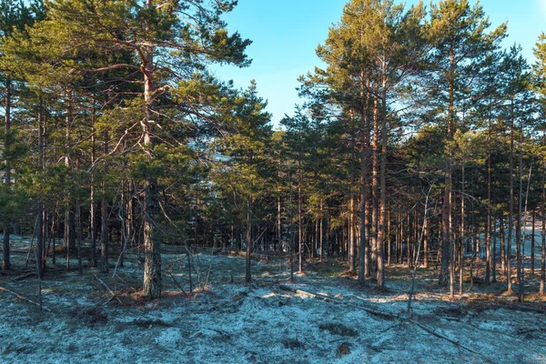 Evergreen trees of Divcibare region in Serbia in cold winter morning with frozen grass