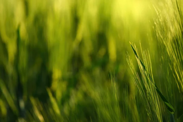田舎の緑豊かな未熟な大麦 Hordeum Vulgare フィールド 選択的フォーカス — ストック写真