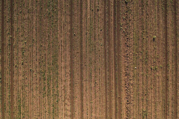Aerial Shot Corn Seedling Field Drone Pov Directly Tractor Tyre — Photo