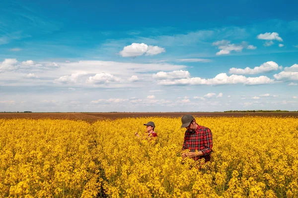 High Angle View Two Farm Workers Examining Crops Blooming Rapeseed — Stockfoto