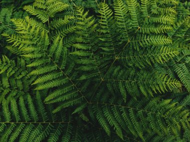 Western brackenfern, common bracken fern plant as abstract nature background (lat. Pteridium aquilinum) clipart