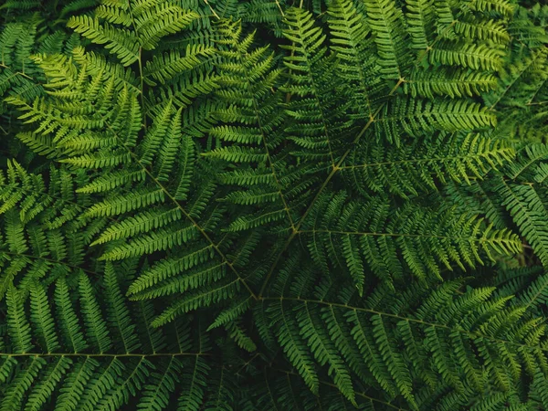 Westerse Brackenfern Gewone Varens Varens Plant Als Abstracte Natuur Achtergrond — Stockfoto