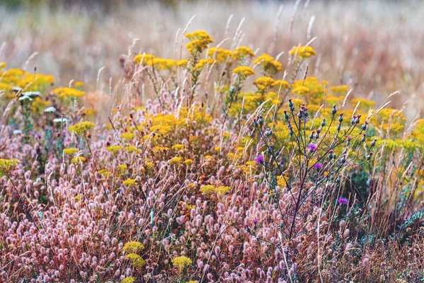 Hierba Seca Flores Silvestres Prado Montaña Zlatibor Verano Enfoque Selectivo — Foto de Stock