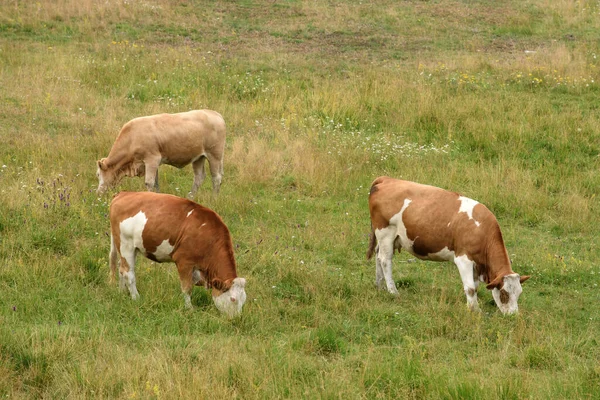 Three Cows Grazing Dairy Farm Pasture Land Zlatibor Hills Just — Stock Photo, Image