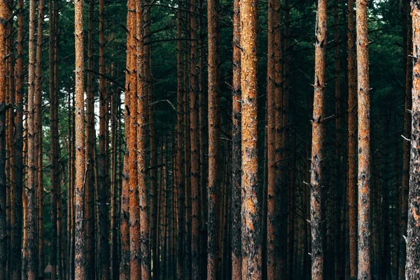 Troncos Pino Alto Paisaje Del Bosque Montaña Zlatibor Enfoque Selectivo — Foto de Stock