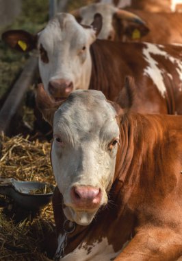 Holstein Friesian sığırları süt çiftliğinde yüksek süt üretimiyle tanınıyor, seçici odaklanma