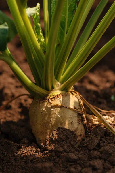 Cultivo Raíz Remolacha Azucarera Suelo Vista Ángulo Bajo — Foto de Stock