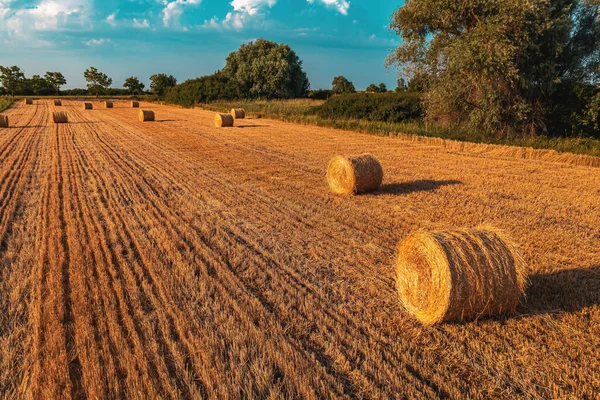 作物收获后栽培小麦田中圆形圆柱形干草包 从无人地带看高角形 — 图库照片