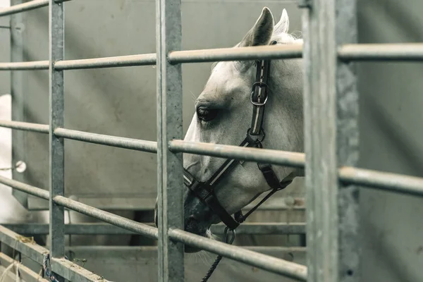 Sad White Horse Bars Farm Pen Selective Focus — Stock Photo, Image