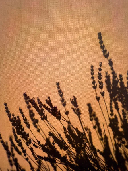 Silhuett Lavendel Blommor Sommar Solnedgång Selektivt Fokus — Stockfoto