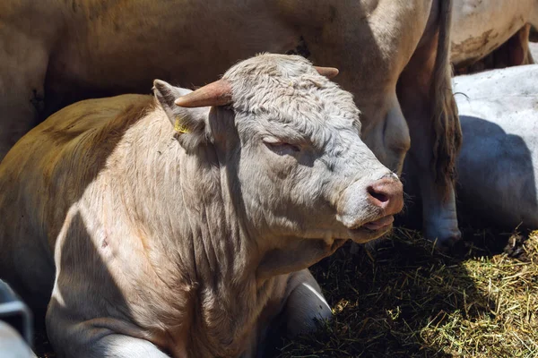 Starker Männlicher Bulle Auf Milchviehbetrieb Selektiver Fokus — Stockfoto