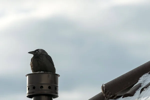 Black Carrion Crow Bird House Chimney Winter Selective Focus — Stockfoto