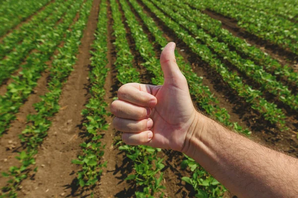 Soybean farmer gesturing thumbs up hand sign for approval in perfectly clean crop field, selective focus