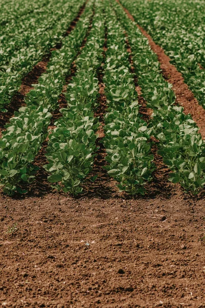 Plantas Plântulas Soja Verde Jovem Campo Plantio Agrícola Perfeitamente Limpo — Fotografia de Stock