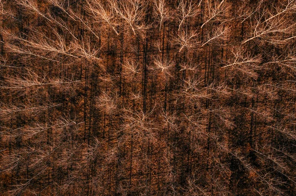 Forêt Peupliers Feuilles Caduques Avec Cime Branches Nues Coucher Soleil — Photo