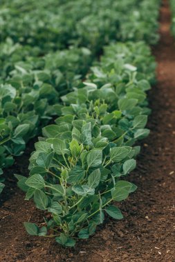 Tarımsal alandaki soya fasulyesi mahsulleri (Glycine max) giderek azalan perspektif ve seçici odak