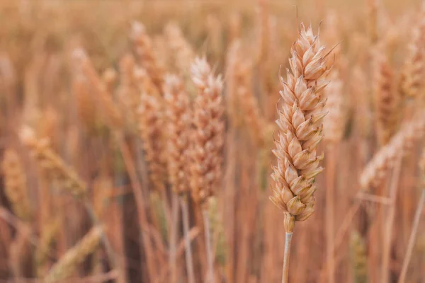 Espiga Madura Del Cultivo Trigo Campo Agrícola Cultivado Listo Para —  Fotos de Stock