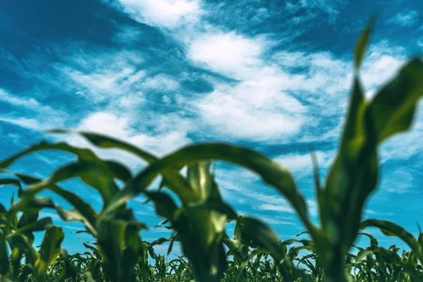 背景中焦散的玉米芽和蓬松的云彩的低角度视点 选择性聚焦 — 图库照片