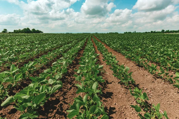 Jeunes Plants Soja Vert Cultivés Dans Champ Plantation Agricole Parfaitement — Photo