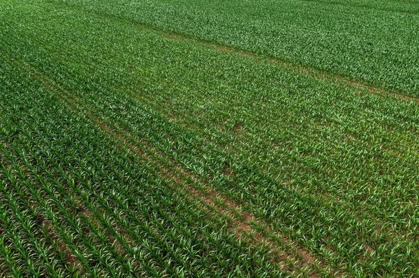 Termesztett Mezőgazdasági Ültetvényeken Termesztett Kukoricatermő Palánták Légi Felvételei Drónpov — Stock Fotó