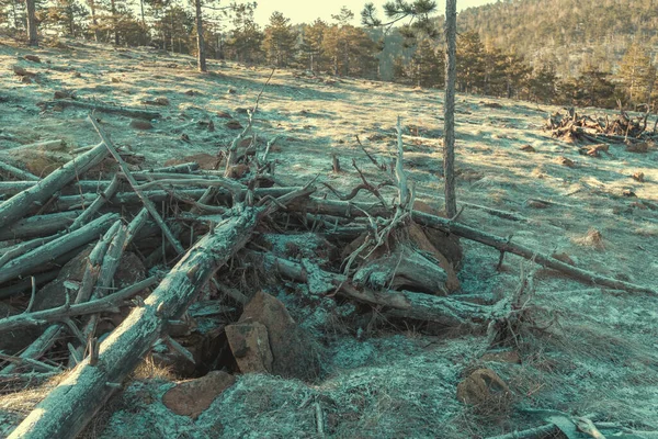Milieuschade Dode Bomen Divcibare Heuvels Winter Zonsopgang Selectieve Focus — Stockfoto