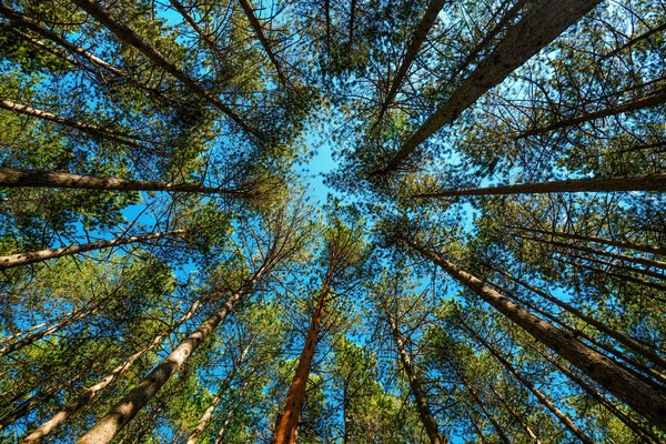Yazın Yüksek Çam Ağaçlarının Alçak Açılı Manzarası Her Zaman Yeşil — Stok fotoğraf