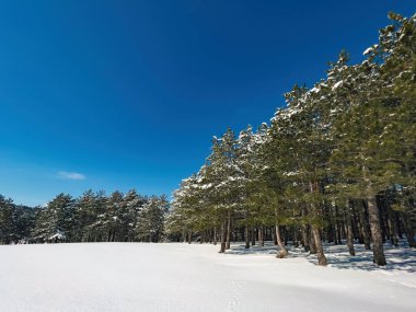 Sırbistan 'ın Zlatibor kentinde güneşli kış gününde kar altında güzel bir çam ormanı