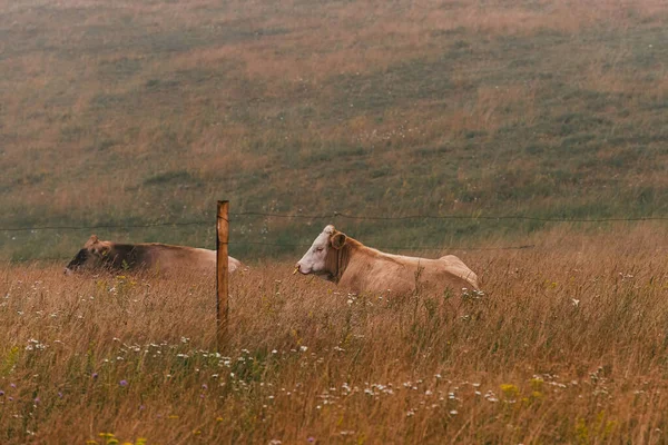 Dos Vacas Descansando Tierras Pastoreo Granja Lechera Libre Detrás Cerca — Foto de Stock