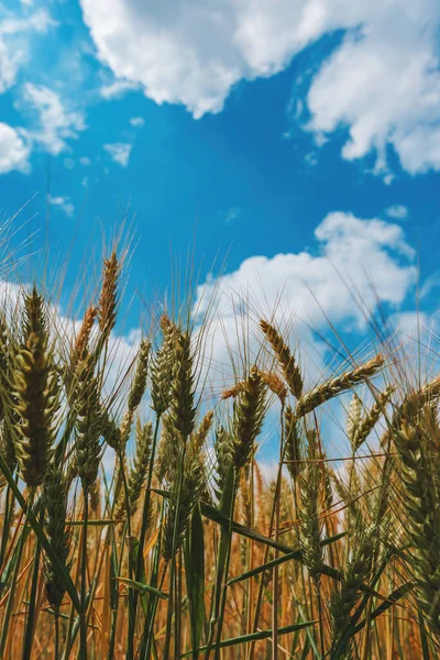 Незрелое Пшеничное Поле Красивыми Белыми Облаками Заднем Плане Посевная Плантация — стоковое фото