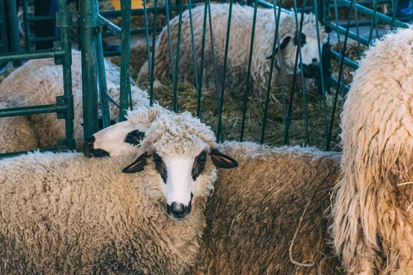 Stádo Ovcí Kotci Tradičním Zemědělském Veletrhu Selektivní Zaměření — Stock fotografie