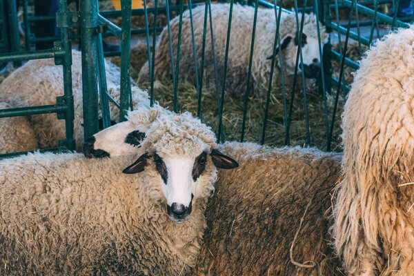 Flock of sheep in pen on traditional agricultural fair, selective focus