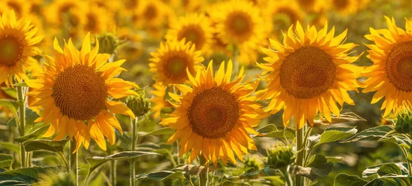 Blommande Solrosor Odlad Åker Sommaren Selektivt Fokus — Stockfoto