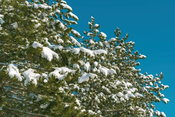 Neve Rami Pino Sempreverde Nella Foresta Zlatibor Inverno — Foto Stock