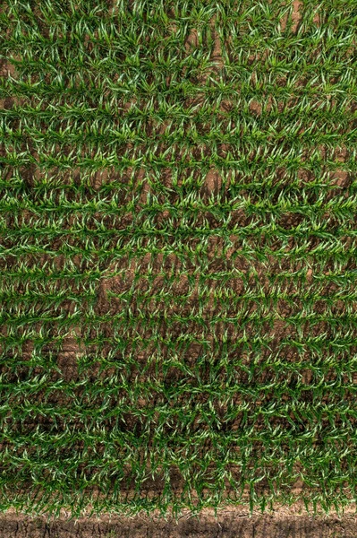 Κάτοψη Του Πράσινου Σπορόφυτα Αραβοσίτου Καλλιεργούμενο Γεωργικό Τομέα Drone Pov — Φωτογραφία Αρχείου