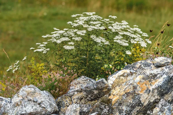 Trockenes Gras Und Wildblumen Mit Felsen Auf Der Wiese Des — Stockfoto