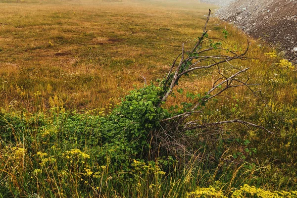 Zweig Eines Alten Abgestorbenen Baumes Auf Den Hügeln Von Zlatibor — Stockfoto