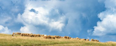 Sırbistan 'ın Zlatibor bölgesindeki tepede otlayan koyun sürüsü