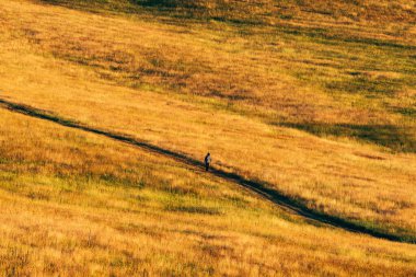 Zlatibor 'da doğa yürüyüşü, bu Sırp turizm beldesinde güneşli yaz gününde çimen tepelerinde yürüyen tanınmayan sıradan insan.