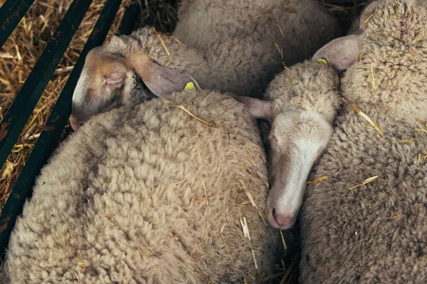 Овцы Вуртемберга Фермерской Ручке Избирательный Фокус — стоковое фото