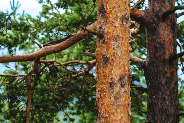 Pine Wood Tree Trunk Zlatibor Forest Selective Focus — Stock Photo, Image