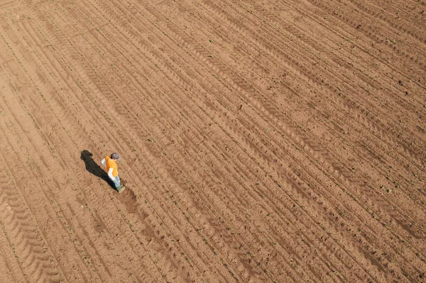 Aerial Shot Female Farmer Standing Corn Sprout Field Examining Crops — Foto Stock