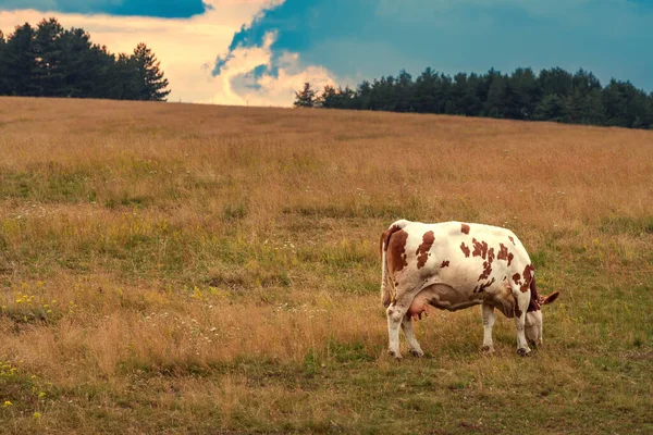 Αγελάδα Γαλακτοπαραγωγής Ελεύθερης Βοσκής Βοσκότοπους Zlatibor Βόσκησης Χόρτο Κατά Συννεφιασμένο — Φωτογραφία Αρχείου