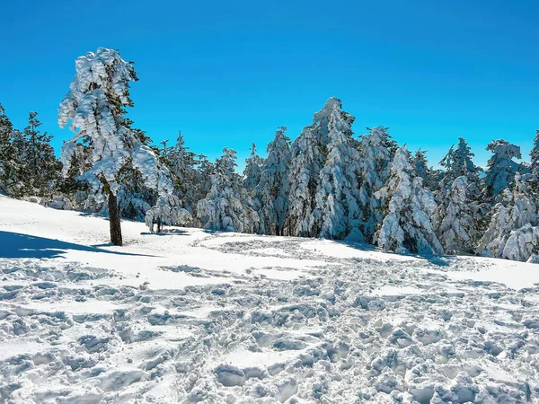 Abete Conifere Coperto Neve Inverno Sul Monte Zlatibor Una Giornata — Foto Stock