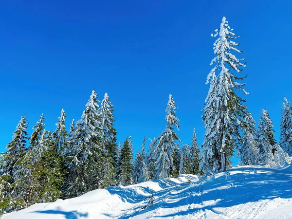 Abete Conifere Coperto Neve Inverno Sul Monte Zlatibor Una Giornata — Foto Stock