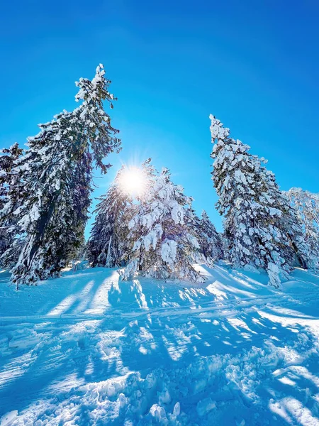 Sunlight Beaming Snow Covered Branches Coniferous Pine Fir Evergreen Tress — Stock Photo, Image