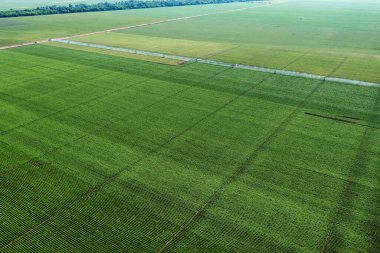 Aerial shot of irrigation sprinklers in cultivated potato plantation from drone pov, high angle view