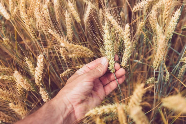 Landbouwarbeider Die Rijpingsoren Van Tarwe Geteeld Veld Onderzoekt Close Van — Stockfoto