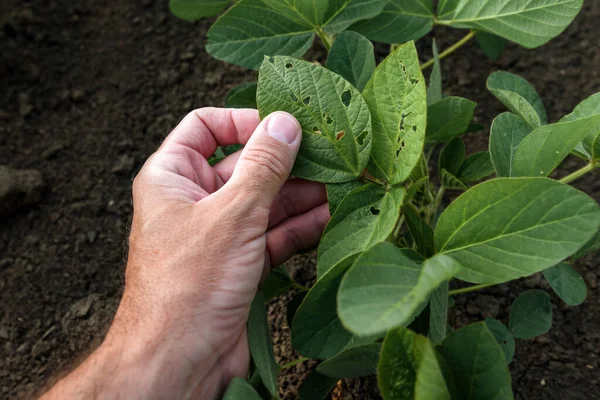 栽培分野で損傷したダイズの葉を調べる農家 男性の手に触れる植物の閉鎖 選択的な焦点 — ストック写真